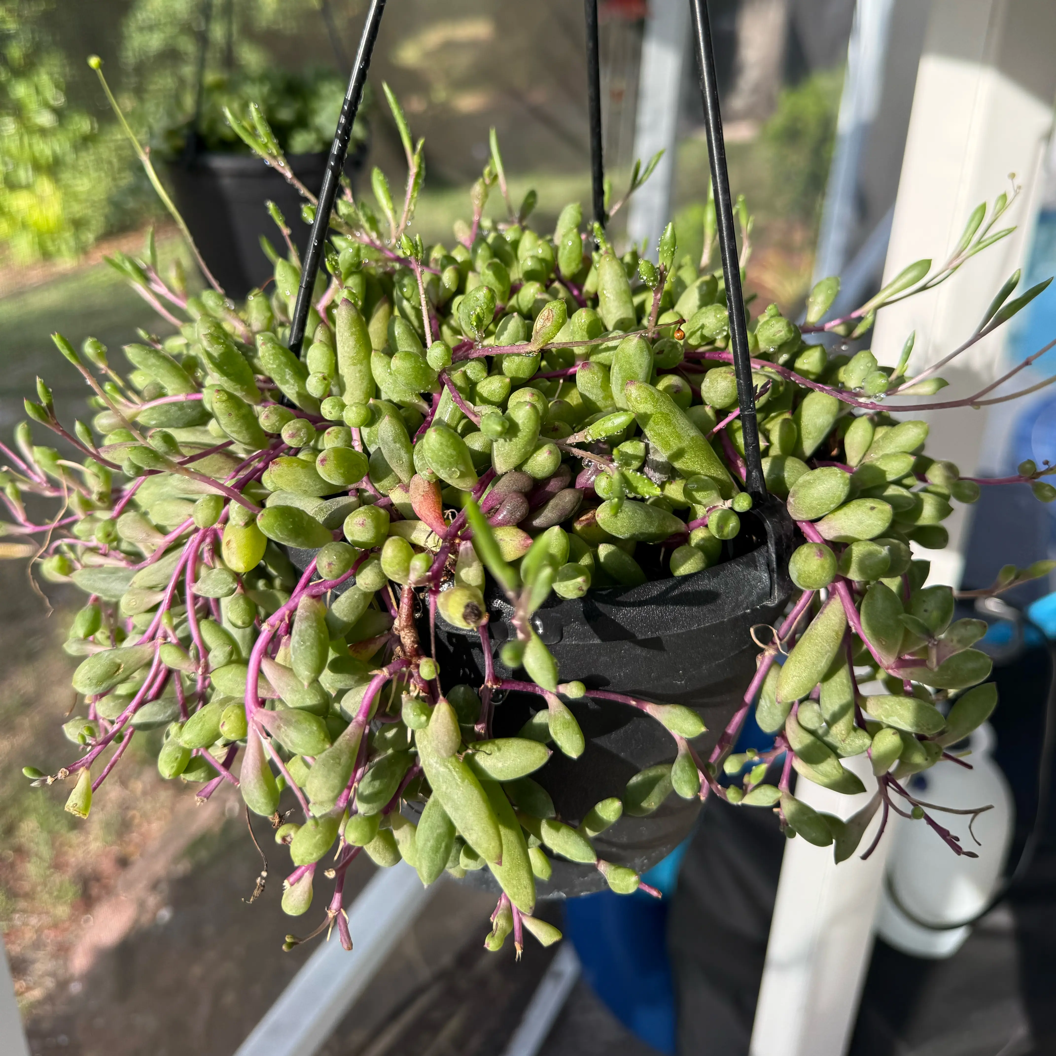 Photo of the plant species Ruby Necklace by @NewVenusslipper named Osmo on Greg, the plant care app