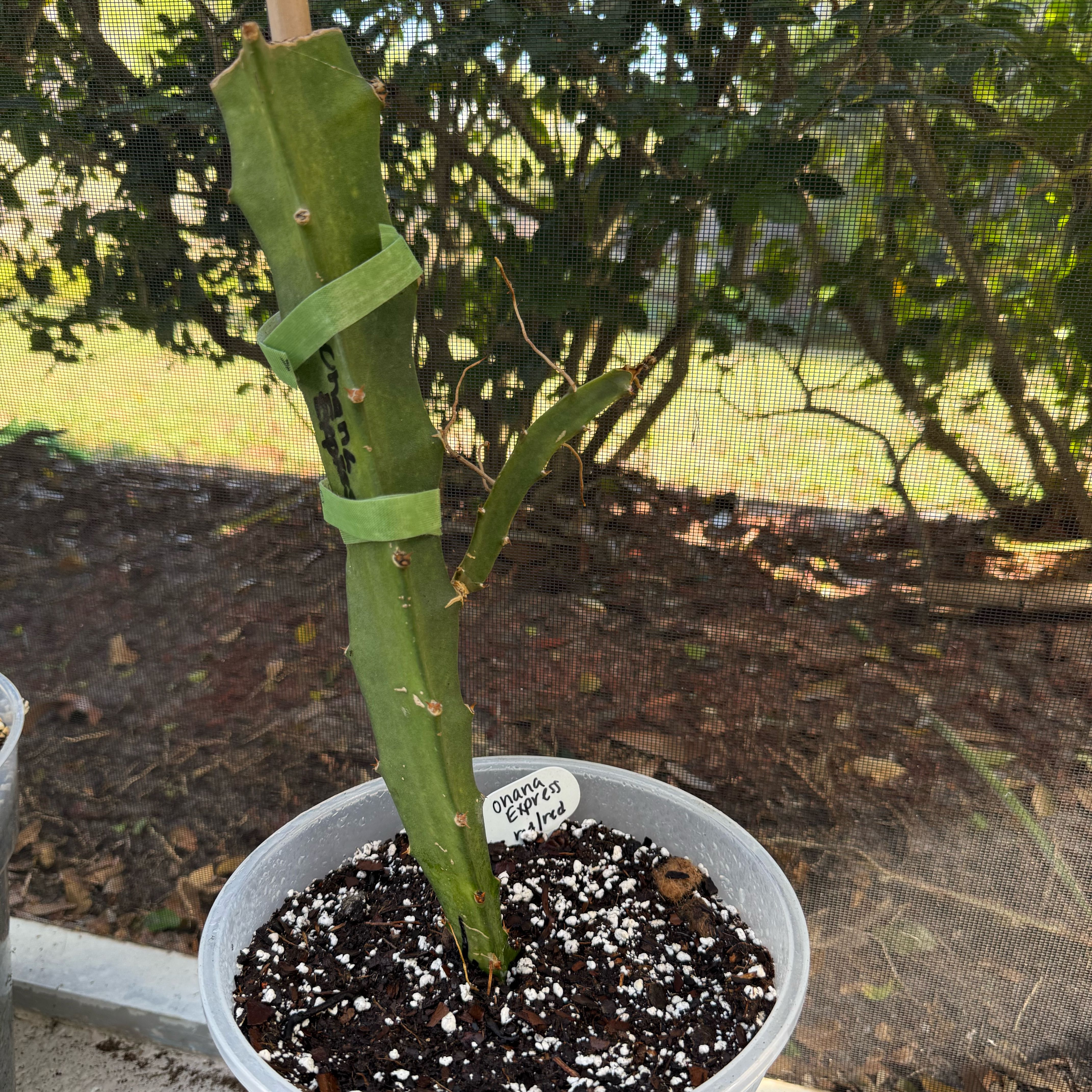Photo of the plant species Ohana Express Dragon Fruit by @NewVenusslipper named Kendall on Greg, the plant care app