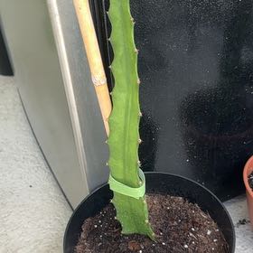 Photo of the plant species Ecuador Yellow Dragon Fruit by @NewVenusslipper named Sproutacus on Greg, the plant care app