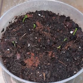 Photo of the plant species Ecuador Yellow Dragon Fruit by @NewVenusslipper named Willow on Greg, the plant care app