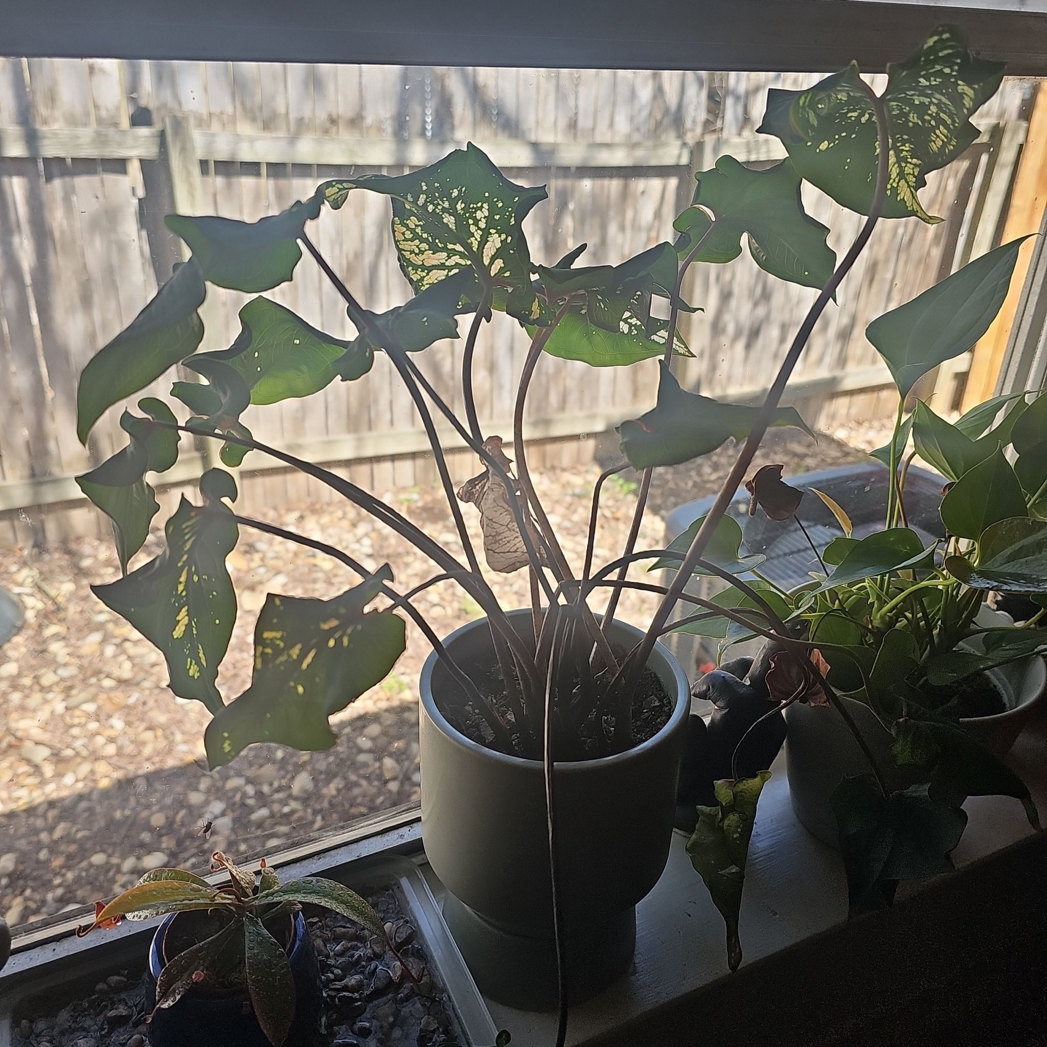 Photo of the plant species Caladium Pink Symphony by @DaBatman named Athena on Greg, the plant care app