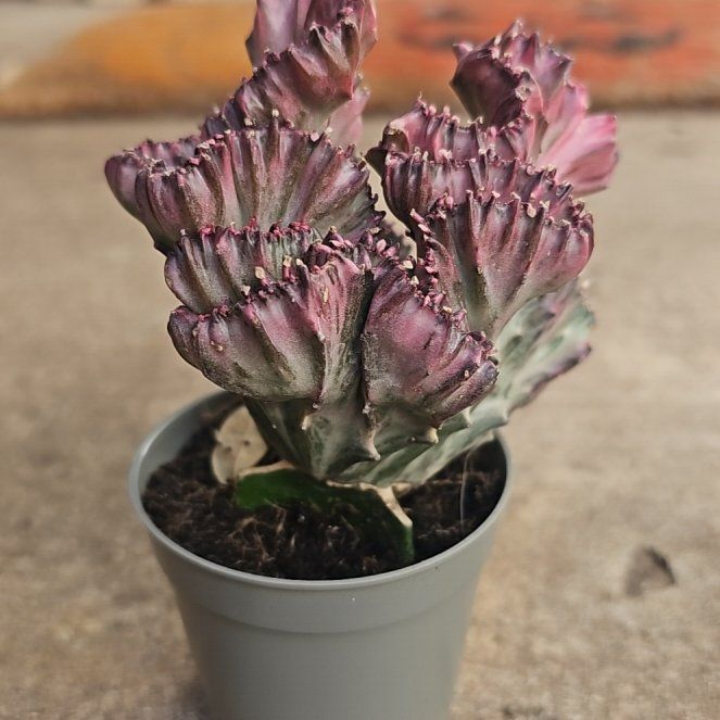 Photo of the plant species Variegated Crested Euphorbia by @Edogg210 named Gaga on Greg, the plant care app