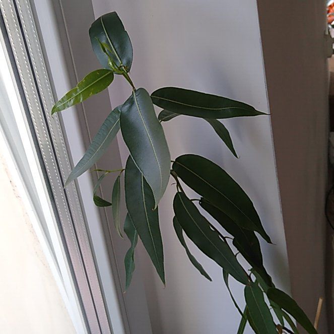Photo of the plant species Eucalyptus Lemon Bush by @SweetSacahuista named Duke on Greg, the plant care app