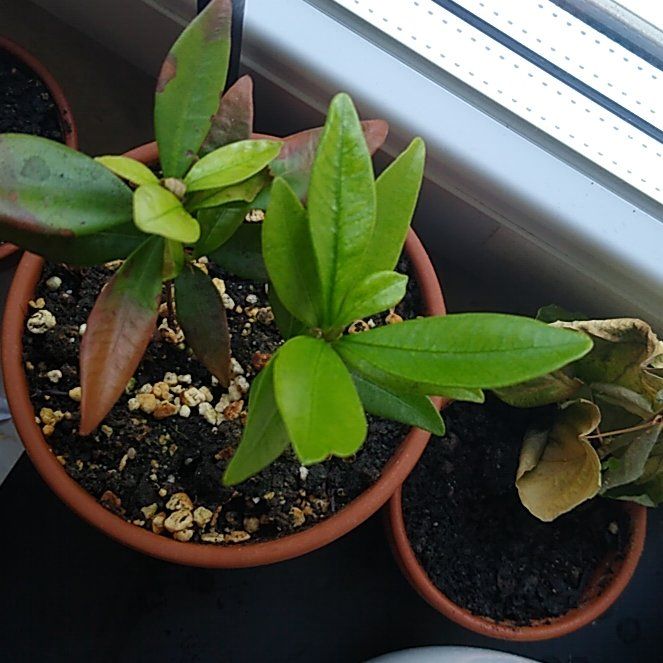 Photo of the plant species grumichama by @SweetSacahuista named Forrest on Greg, the plant care app