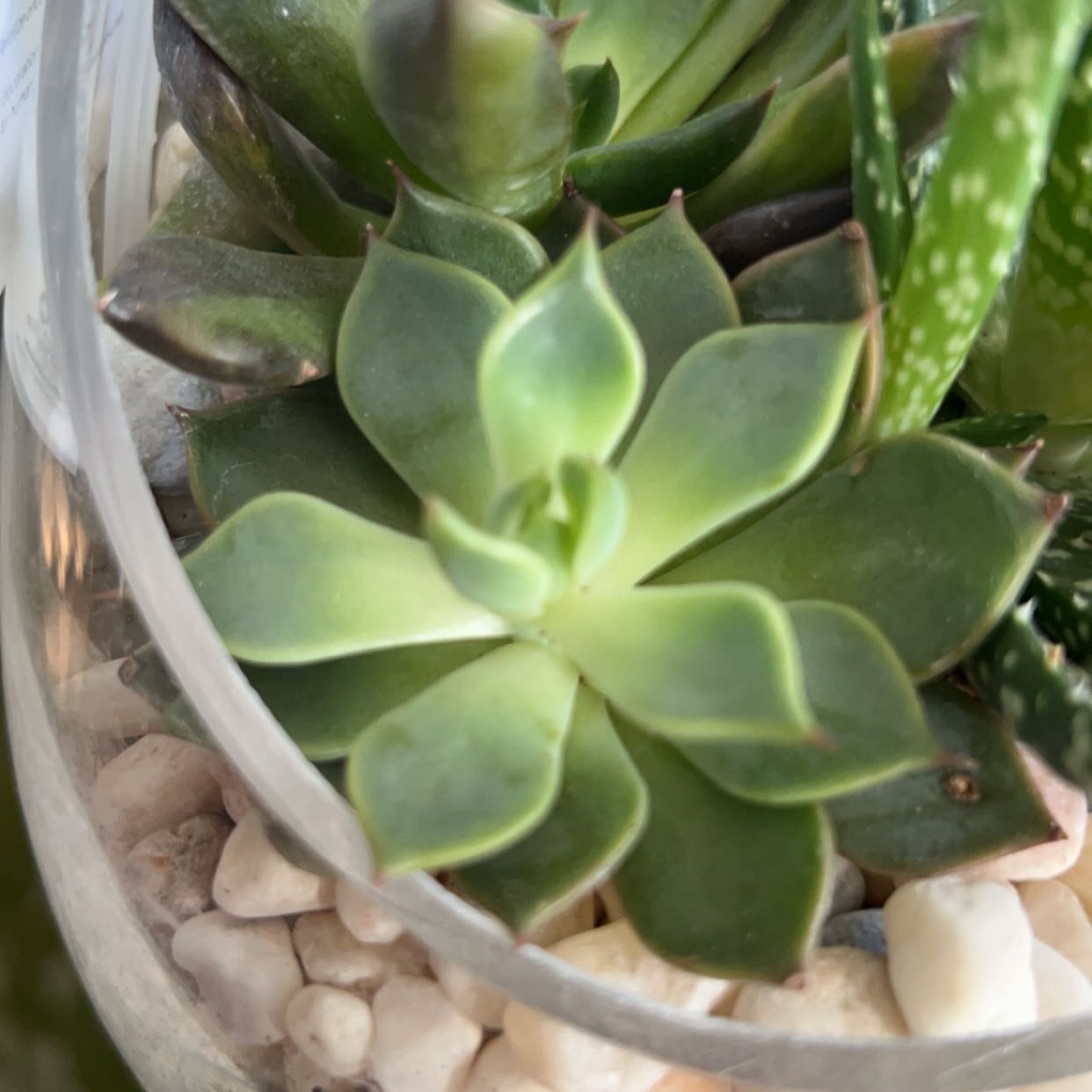 Photo of the plant species Echeveria cuspidata Rose by @DearOrangeplant named Daphne on Greg, the plant care app