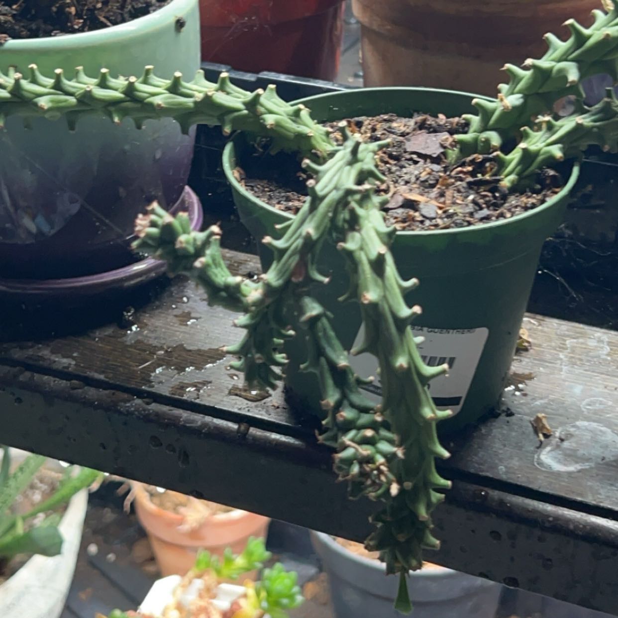 Photo of the plant species Eves Needle by @DearOrangeplant named Cleopatra on Greg, the plant care app