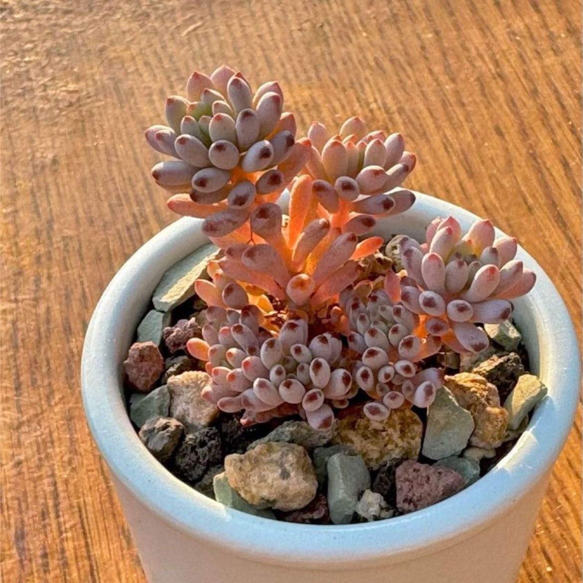 Photo of the plant species Bluebean by @DearOrangeplant named Lavender on Greg, the plant care app