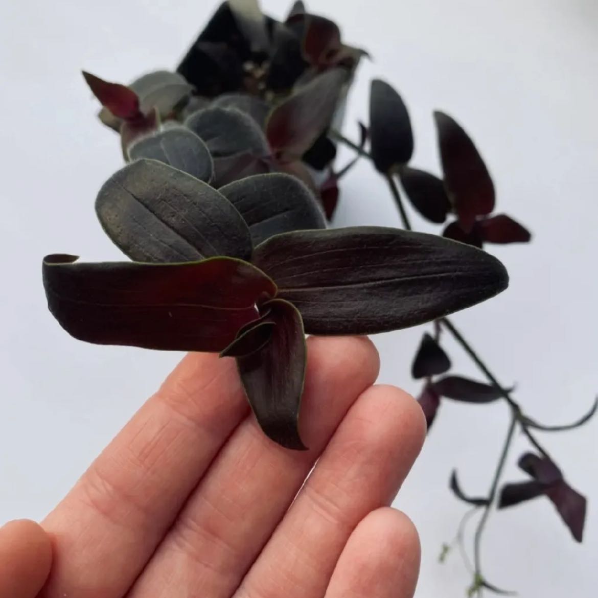 Photo of the plant species Tradescantia 'Jose Puig' by @DearOrangeplant named Morgan Treeman on Greg, the plant care app