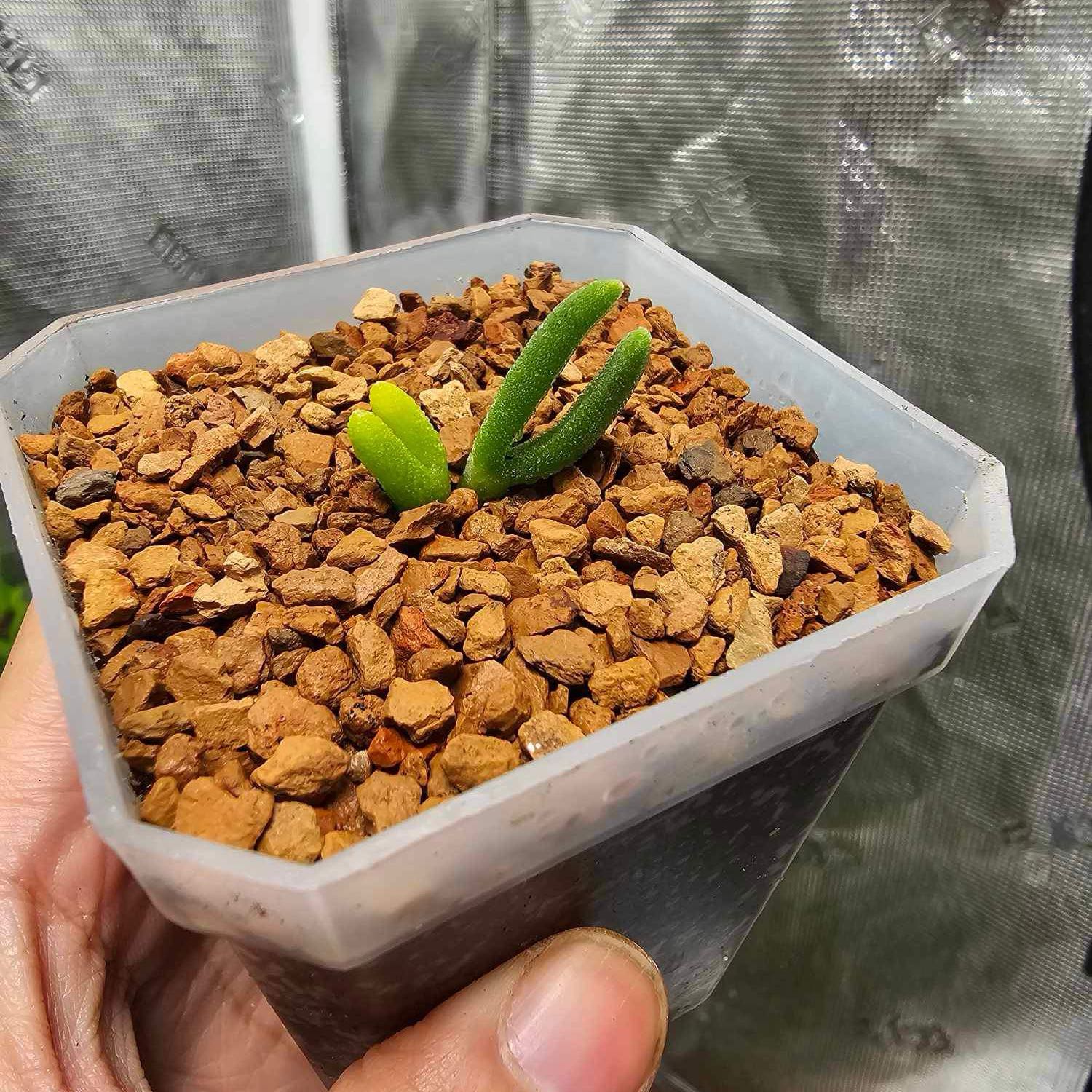 Photo of the plant species Bunny Ear Succulent by @DearOrangeplant named Robert Plant on Greg, the plant care app