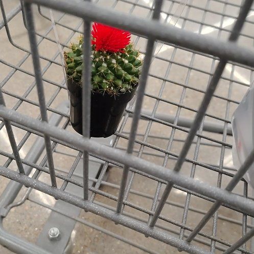 Photo of the plant species Mammillaria polythele 'Nuda' by @SkillfulPignut named Orlando Bloom on Greg, the plant care app