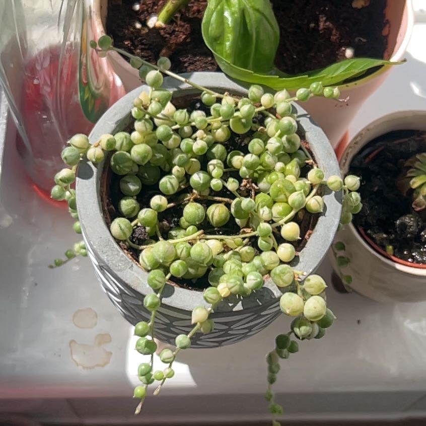 Photo of the plant species Varigated String of Pearls by @houseplantlab named Elina on Greg, the plant care app