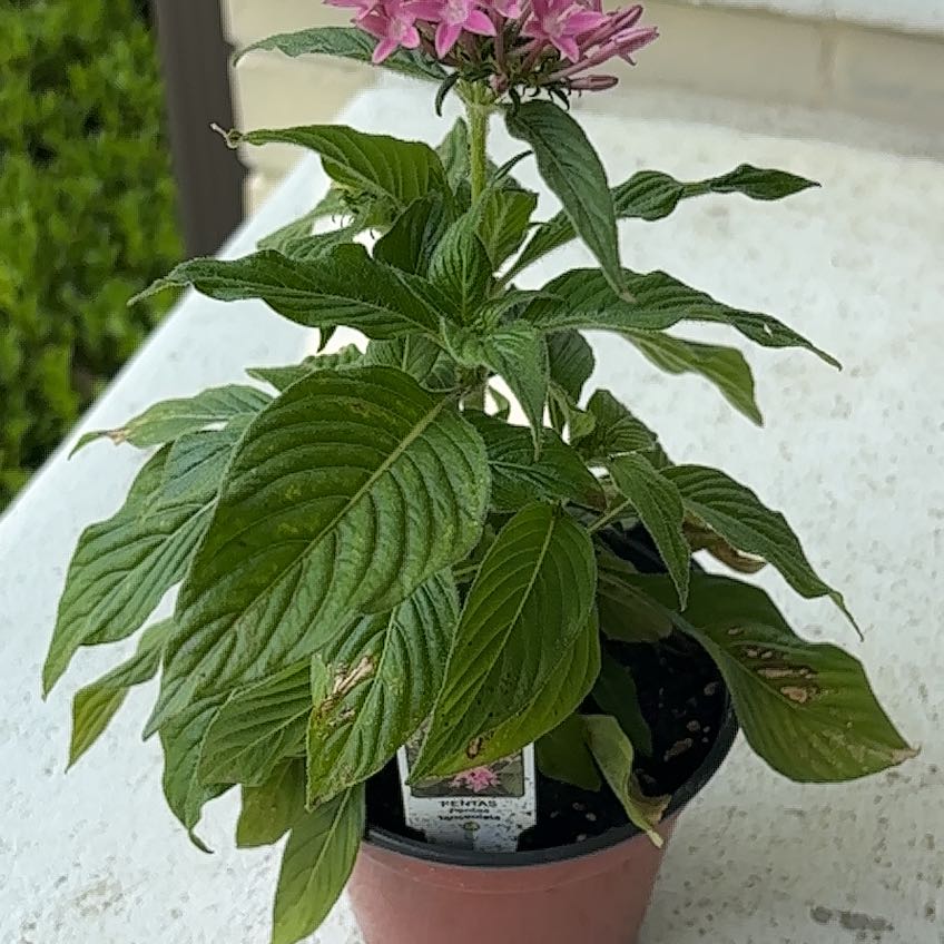 Photo of the plant species Pentas 'Glitterati Red Star' by @YoungYuzu82 named Foxxy on Greg, the plant care app