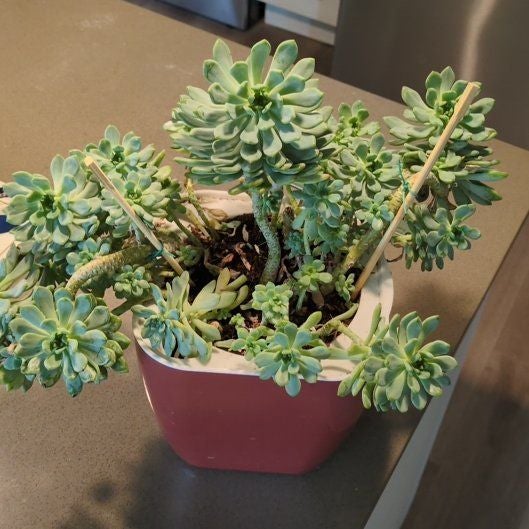 Echeveria sedoides Plant Care: Water, Light, Nutrients | Greg App 🌱