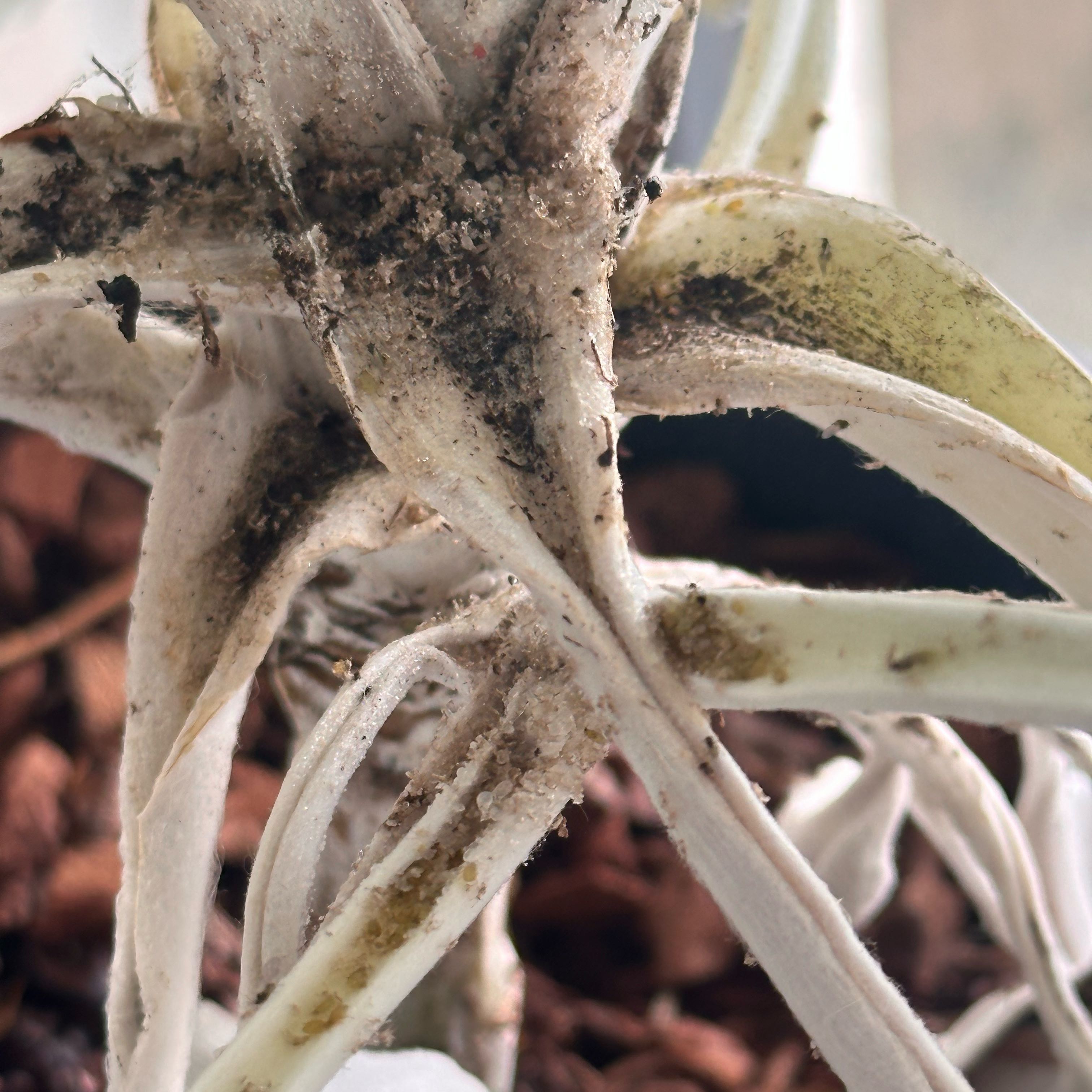 Photo of the plant species California Milkweed by @SageRedsandwort named Sanders on Greg, the plant care app