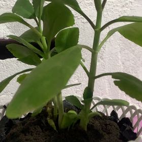 Photo of the plant species Miracle Leaf plant by @FlyingFanmoss named Life on Greg, the plant care app