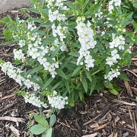 Photo of the plant species Nemesia Fruiticans by @ValidMoonorchid named Figyonce on Greg, the plant care app