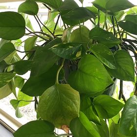 Photo of the plant species Pothos by @VocalGlasswort named Viney on Greg, the plant care app