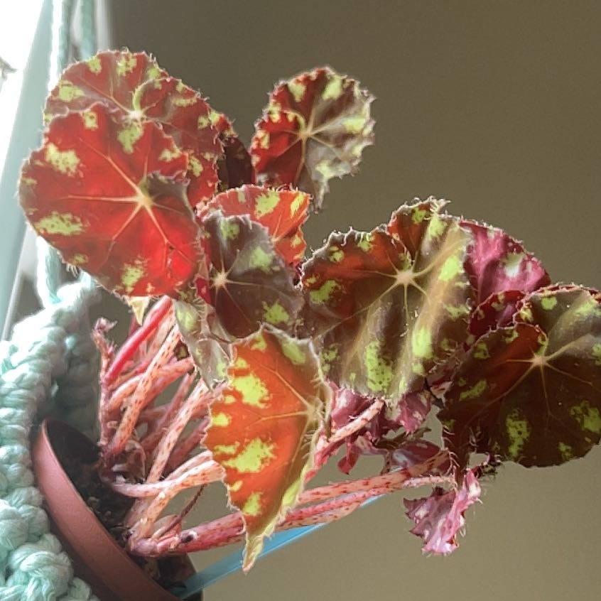 Photo of the plant species Begonia Kit Kat by @SaluteTreeivy named Orlando Bloom on Greg, the plant care app