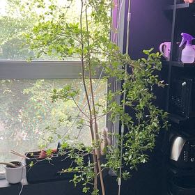 Photo of the plant species shady lady black olive tree by @DivineFlamelily named Taylor Swift on Greg, the plant care app