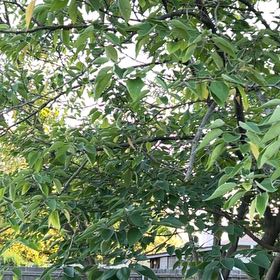 Photo of the plant species Paper Mulberry by @RealDollartree named Forrest on Greg, the plant care app