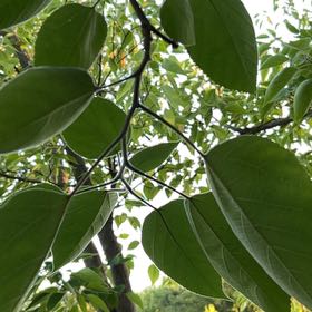Photo of the plant species Paper Mulberry by @RealDollartree named Rainier on Greg, the plant care app