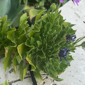 Photo of the plant species Perez's Sea Lavender by @CuriousBiancini named Tree Diddy on Greg, the plant care app