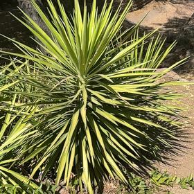 Photo of the plant species Aloe Yucca by @CuriousBiancini named Figyonce on Greg, the plant care app