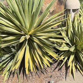 Photo of the plant species Caribbean Agave by @CuriousBiancini named Denali on Greg, the plant care app