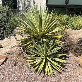 Photo of the plant species Caribbean Agave by @CuriousBiancini named Surya on Greg, the plant care app