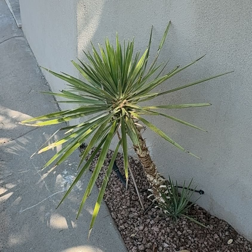 Photo of the plant species Aloe Yucca by @CuriousBiancini named Daphne on Greg, the plant care app