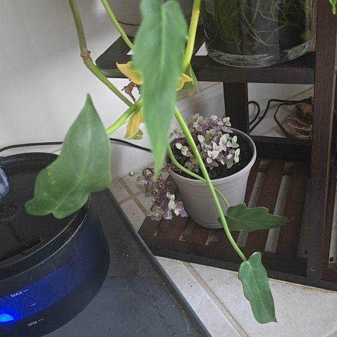 Photo of the plant species Philodendron lacerum by @OpenlyBelleblue named Plato on Greg, the plant care app