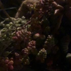 Photo of the plant species Spreading Stonecrop by @AlertPinkcactus named Khaleesi on Greg, the plant care app