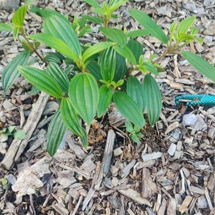 Photo of the plant species European White Hellebore by @CleverIsepepper named Bodhi on Greg, the plant care app