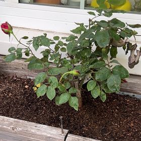 Photo of the plant species Oklahoma Rose by @CivilLatetulip named Messi on Greg, the plant care app