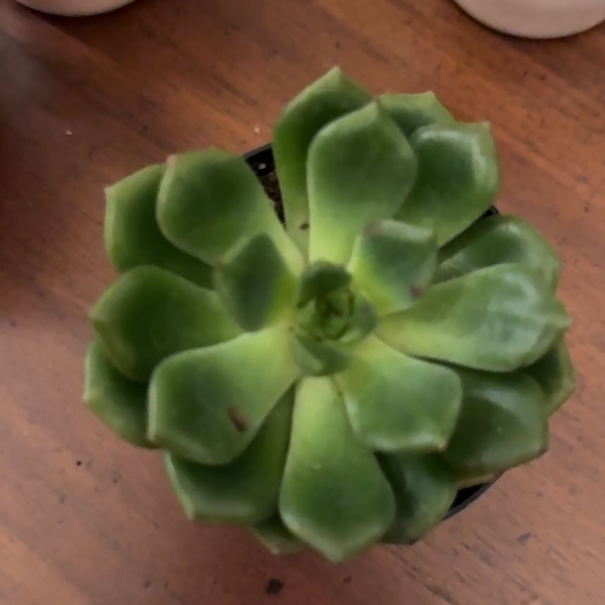 Photo of the plant species Echeveria 'Sleepy™' by @GrownOrrisroot named Patty on Greg, the plant care app