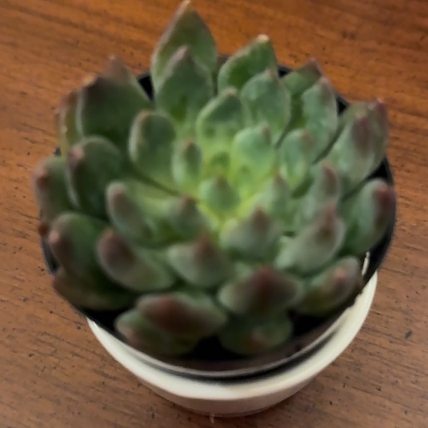Photo of the plant species Echeveria 'Dark Elf' by @GrownOrrisroot named Roger on Greg, the plant care app