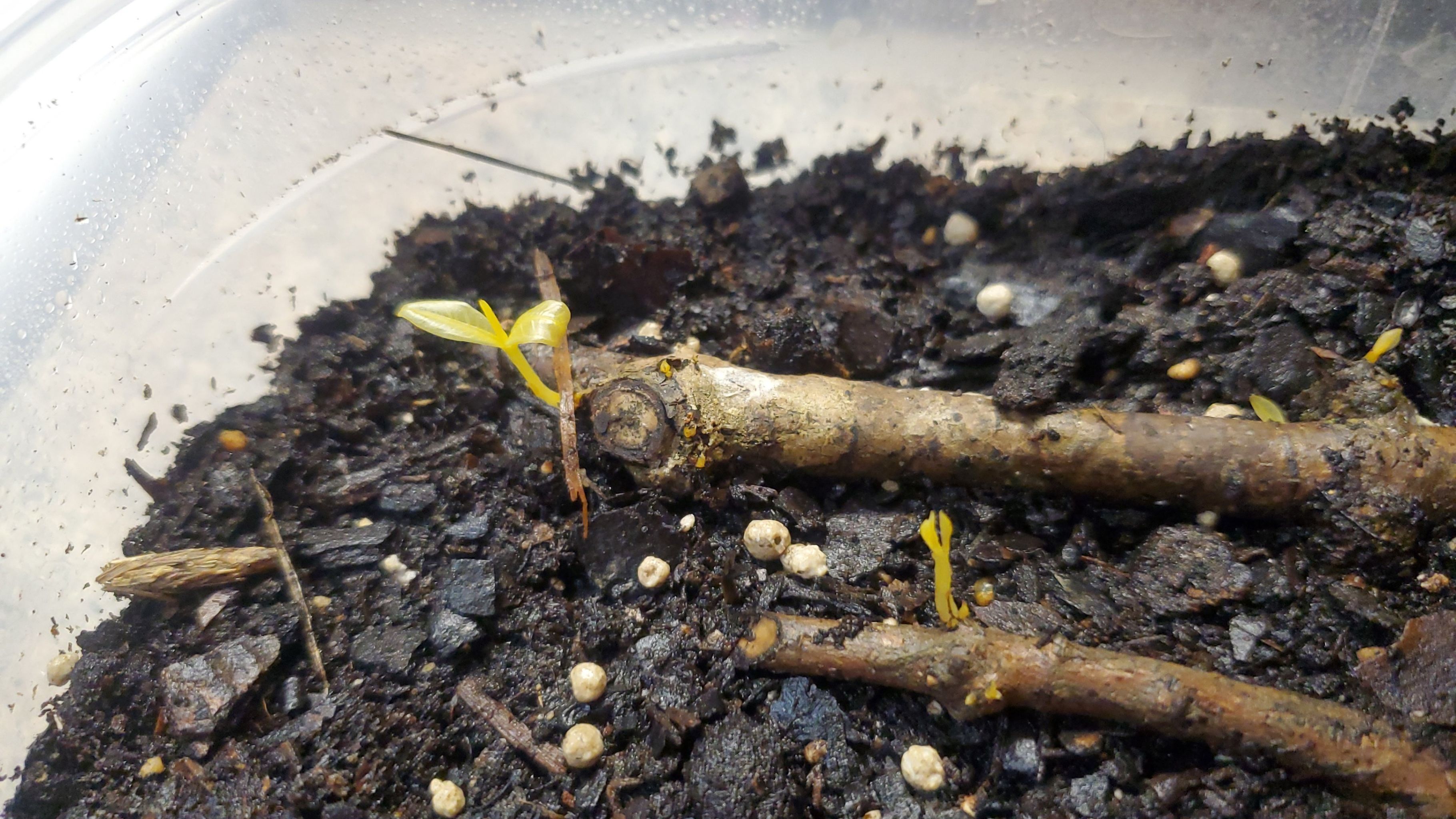 Photo of the plant species Java-Apple by @MerryOgresears named Naomi on Greg, the plant care app