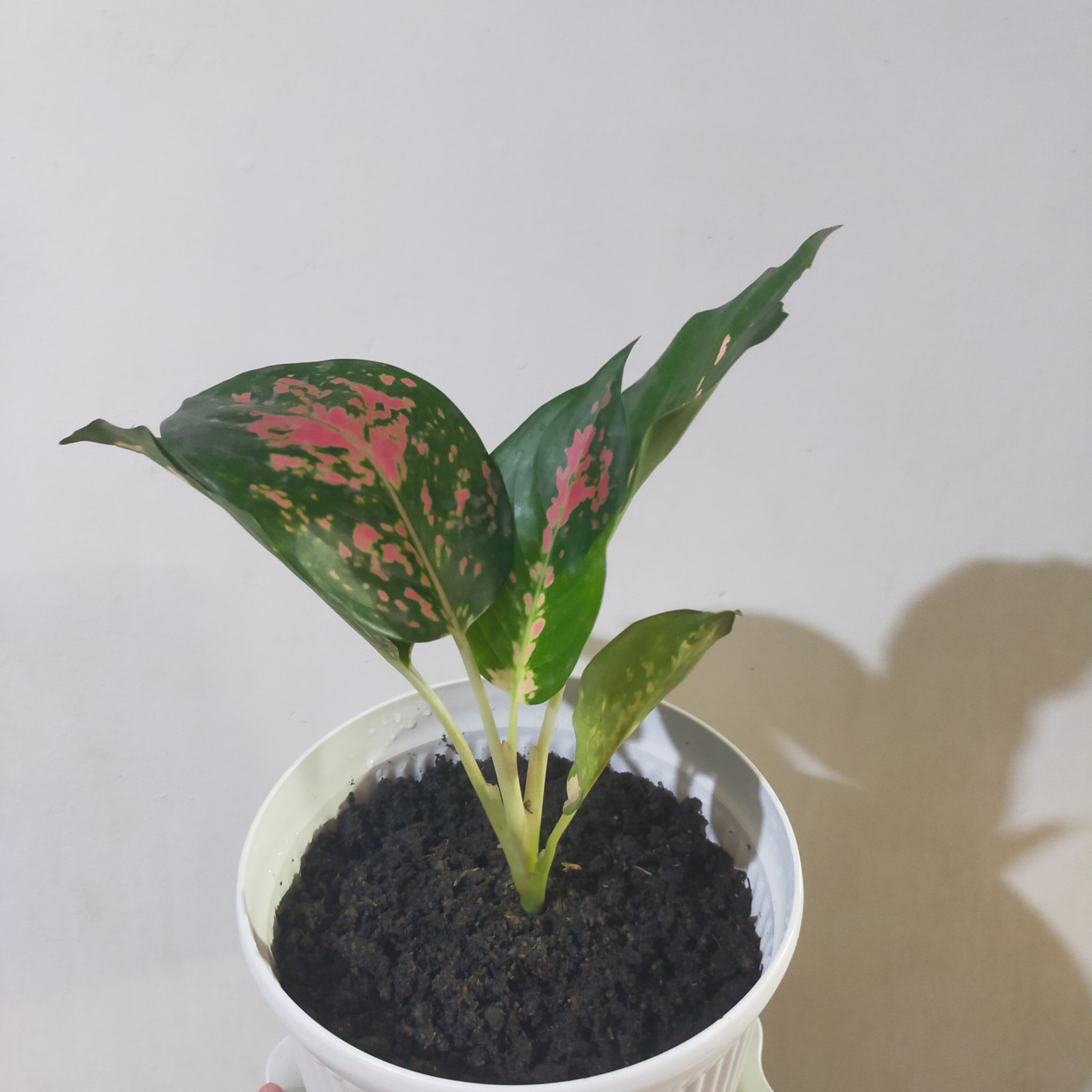 Photo of the plant species Pink Cochin Chinese Evergreen by @LeadCupidsdart named Chinchin on Greg, the plant care app