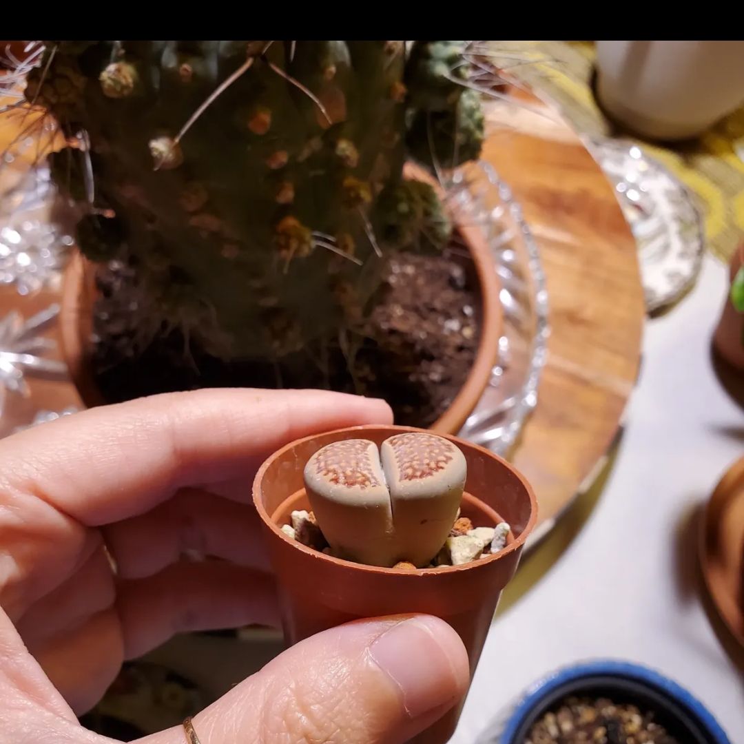 Photo of the plant species Living Stone by @VastPeacelilly named McKinley on Greg, the plant care app