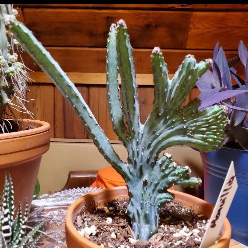 Photo of the plant species Monvillea spegazzinii f. cristata by @VastPeacelilly named Monvillea on Greg, the plant care app