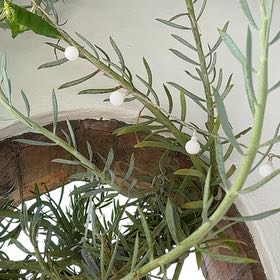 Photo of the plant species Pitcher's Thistle by @Ivanmgal named Mando on Greg, the plant care app