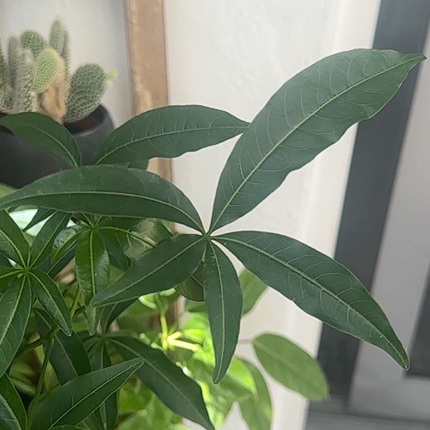 Photo of the plant species Baobab by @Ivanmgal named Nemo on Greg, the plant care app