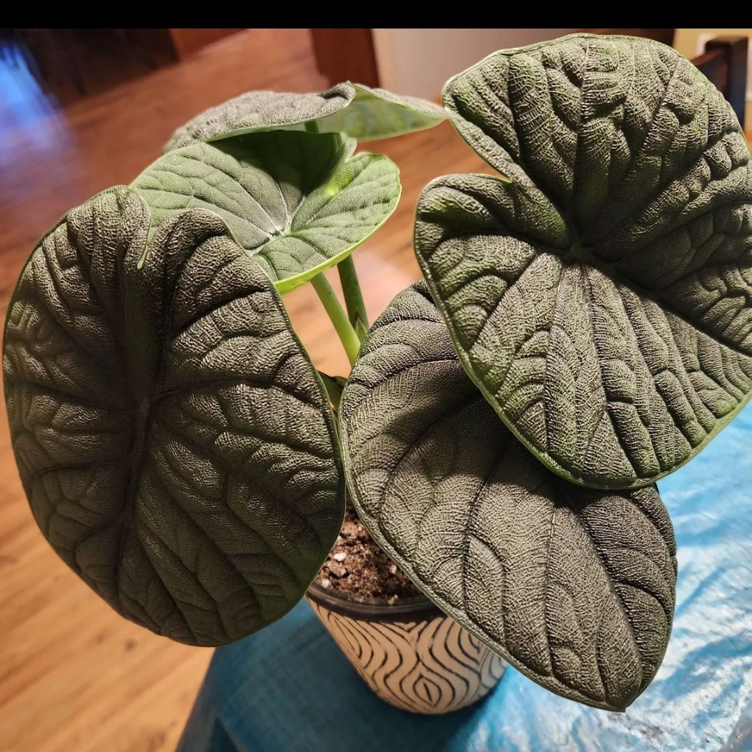 Photo of the plant species Alocasia Maharni Aurea by @mudbloodplants named Gregarious on Greg, the plant care app