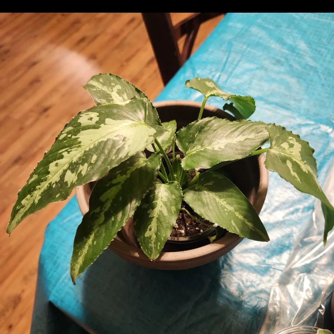 Photo of the plant species Schismatoglottis pusilla by @mudbloodplants named Kesha on Greg, the plant care app