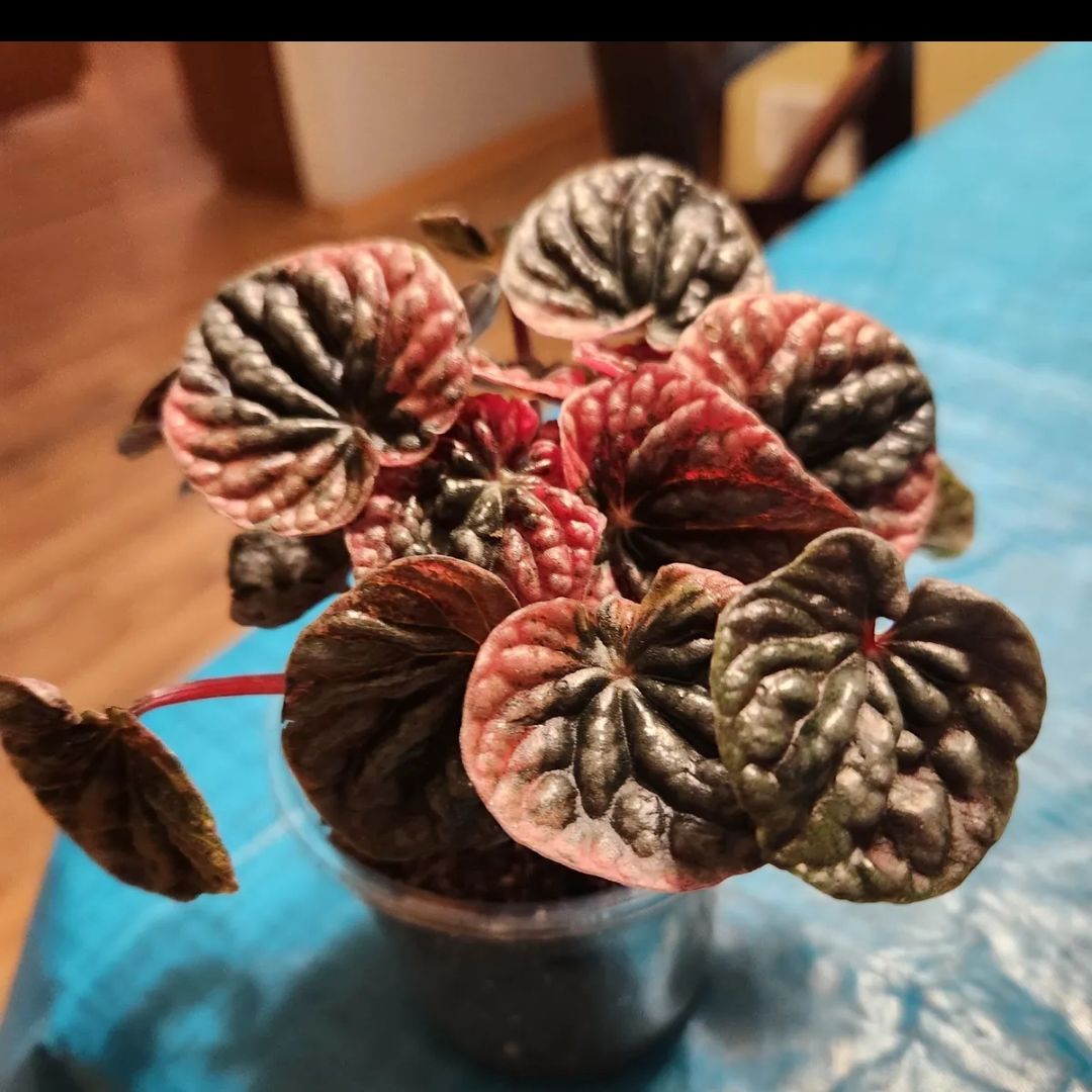 Photo of the plant species Peperomia Abricos by @mudbloodplants named Ulysses S Plant on Greg, the plant care app