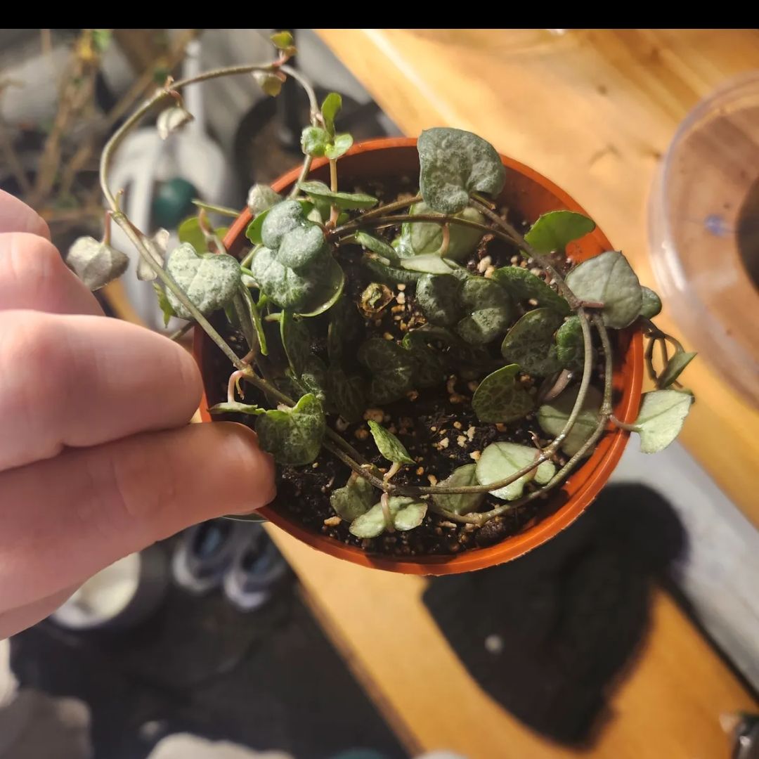 Photo of the plant species String of Hearts 'Silver Glory' by @mudbloodplants named Rainier on Greg, the plant care app