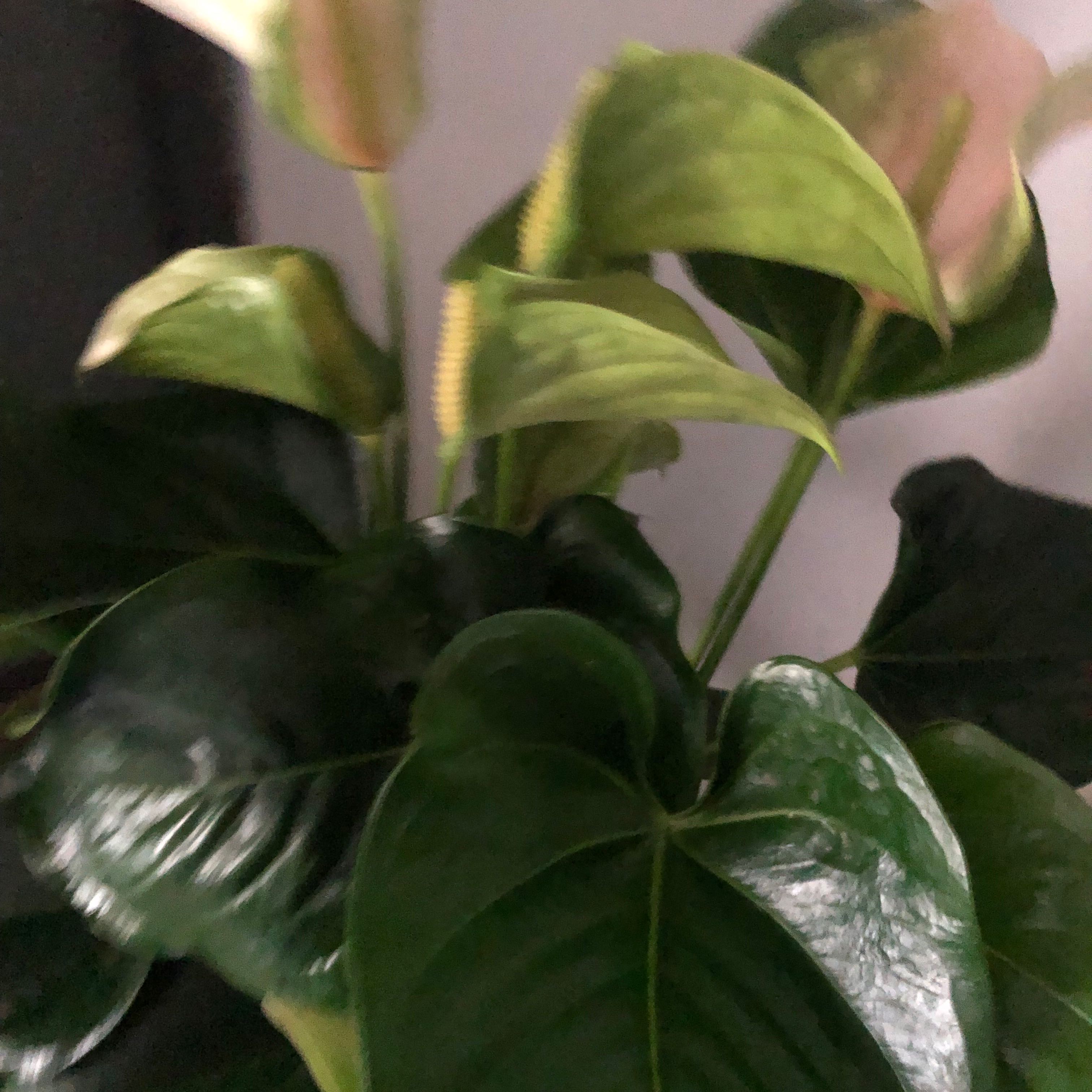 Photo of the plant species Anthurium 'Joli Peach' by @GR1M named Pax on Greg, the plant care app