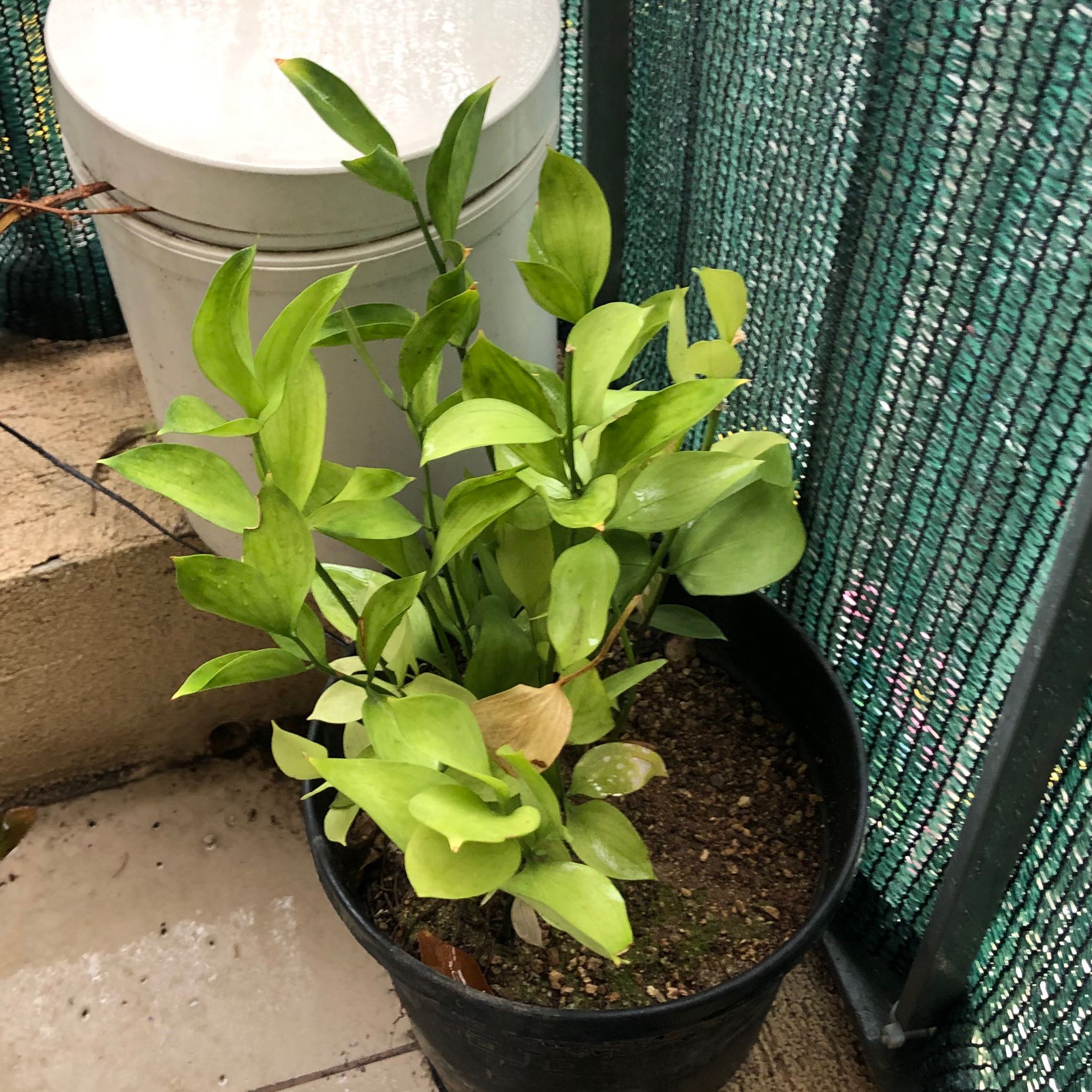 Photo of the plant species Spineless Butcher's Broom by @GR1M named Aria on Greg, the plant care app