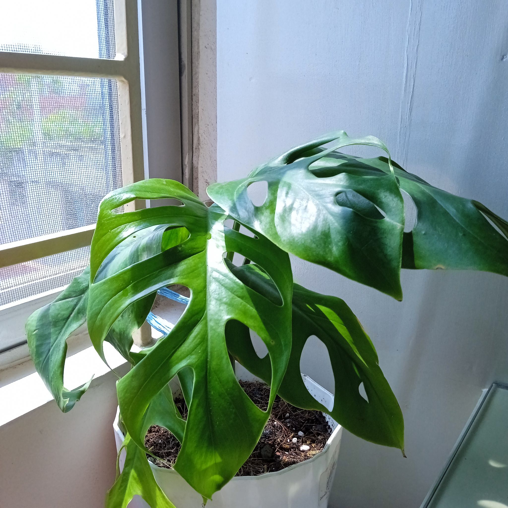 Photo of the plant species Rhaphidophora pertusa by @SaviorSnailvine named Cheez on Greg, the plant care app