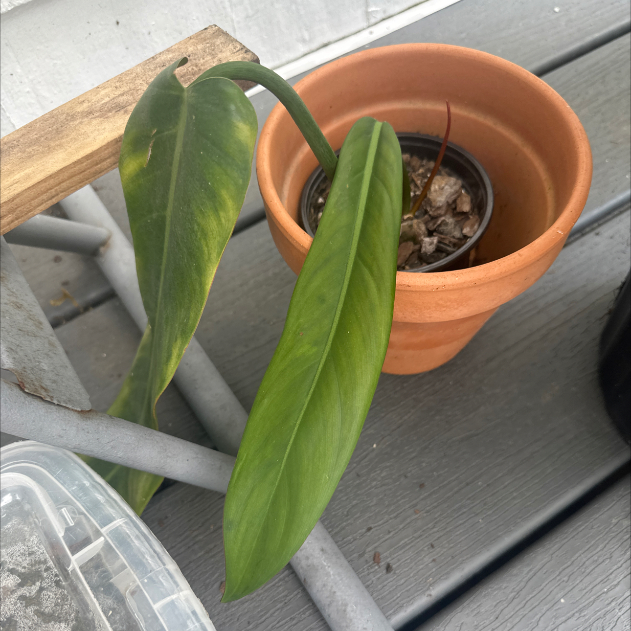 Photo of the plant species Philodendron bicolor by @ArdentSpinach named Bieber on Greg, the plant care app